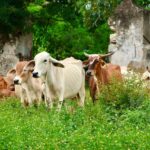 WhatsApp Image 2025-11-29 at 6.05.46 PM