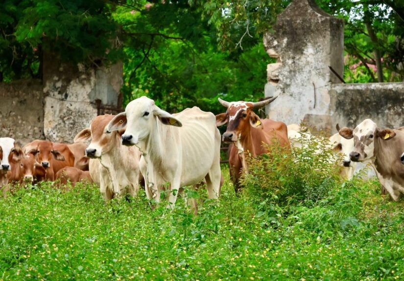 WhatsApp Image 2025-11-29 at 6.05.46 PM