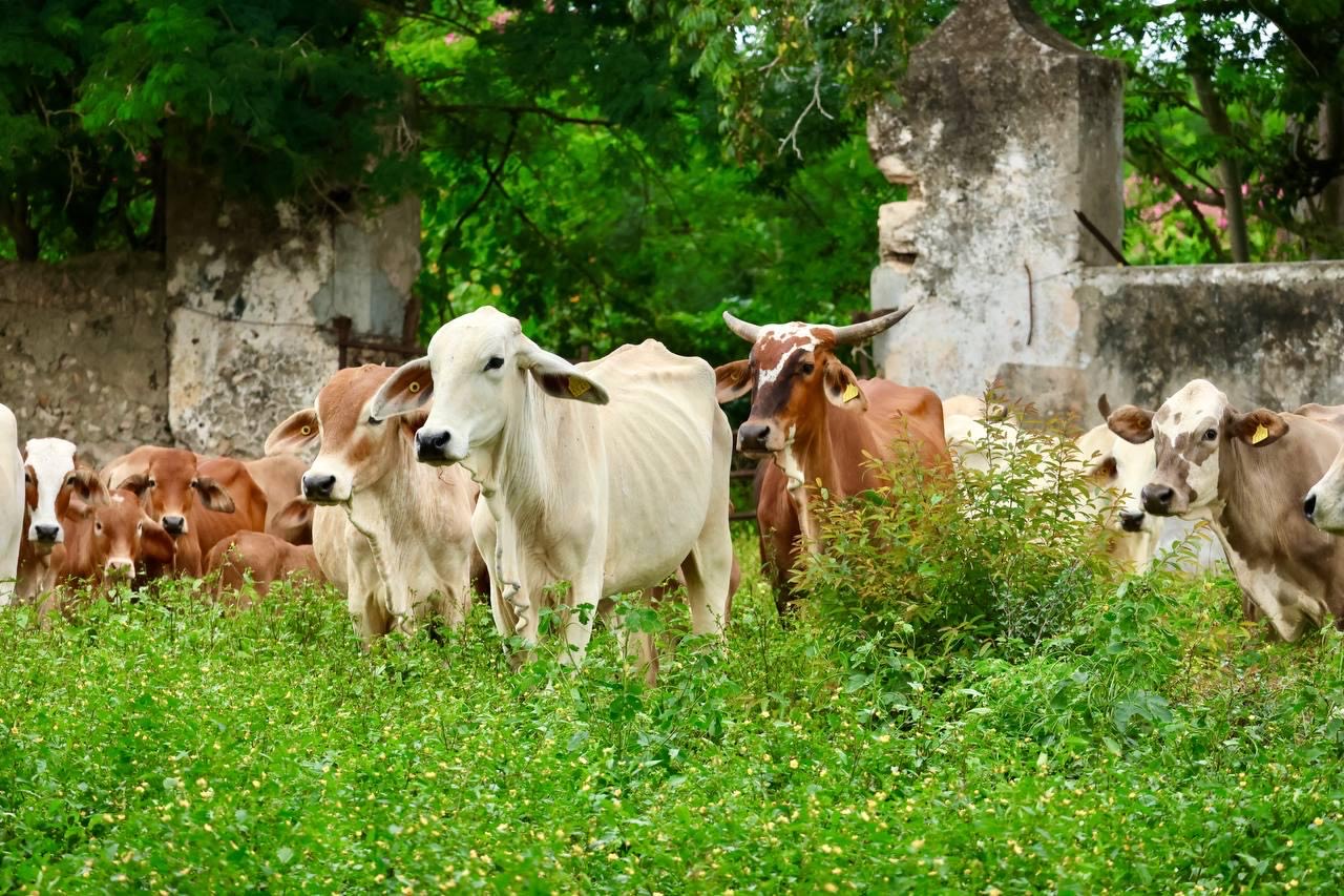 WhatsApp Image 2025-11-29 at 6.05.46 PM