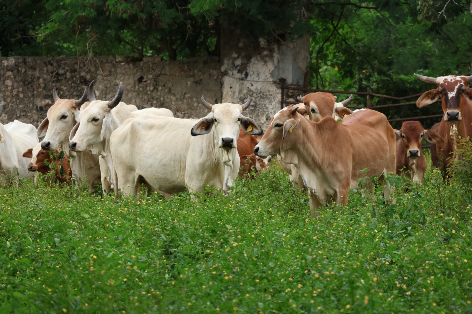 WhatsApp Image 2026-01-03 at 4.47.00 PM