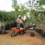 2026_venta-anual-plantas-CICY (3)