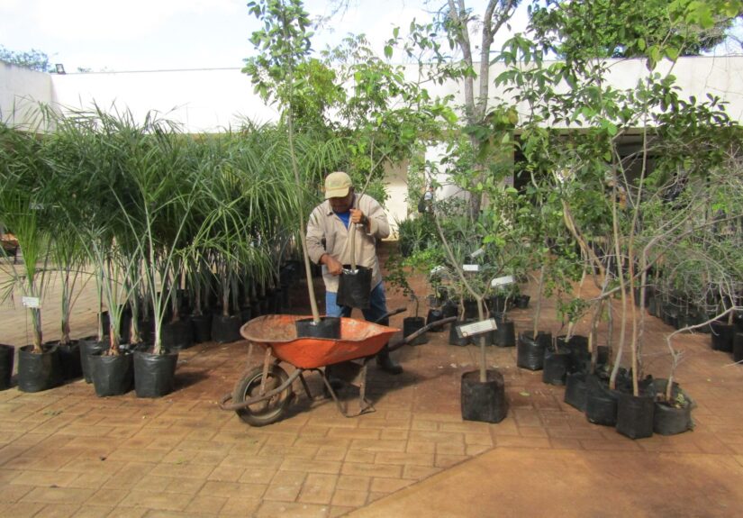 2026_venta-anual-plantas-CICY (3)