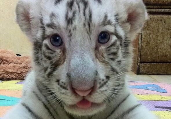 WhatsApp Image 2026-02-22 at 2.51.19 PM