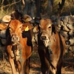 WhatsApp Image 2026-03-08 at 3.11.45 PM