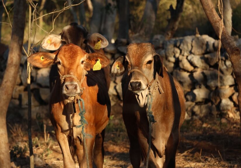 WhatsApp Image 2026-03-08 at 3.11.45 PM