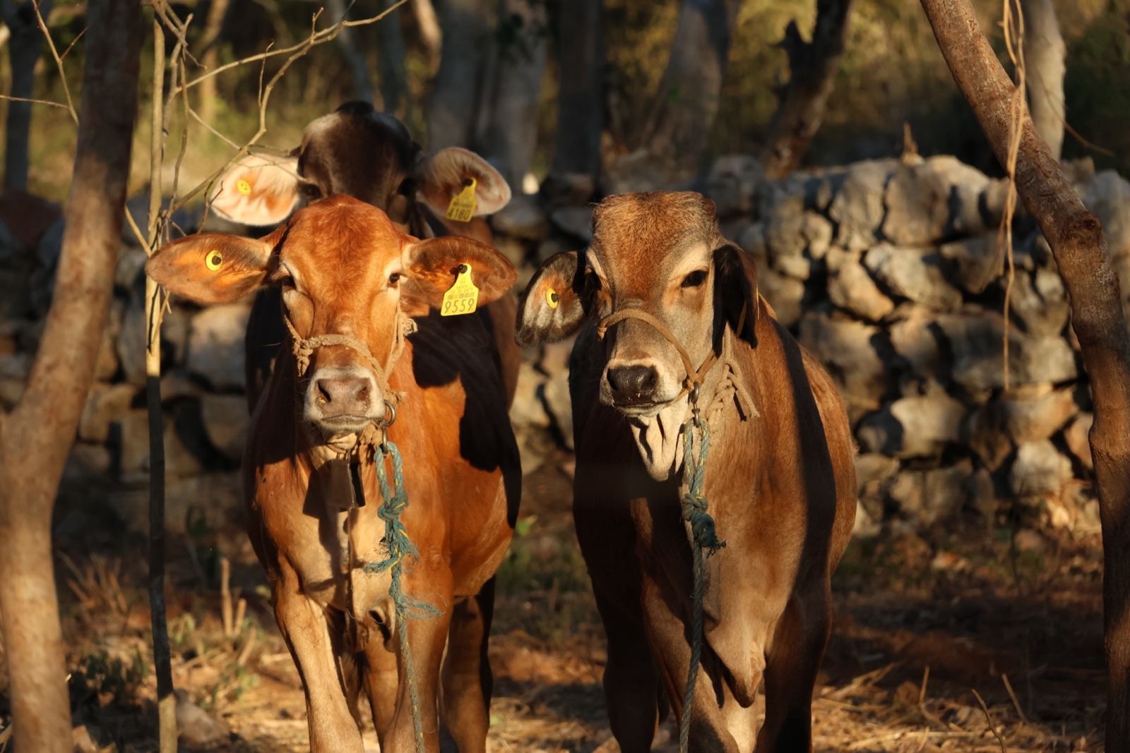 WhatsApp Image 2026-03-08 at 3.11.45 PM