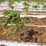 WhatsApp Image 2026-03-27 at 10.07.00 AM