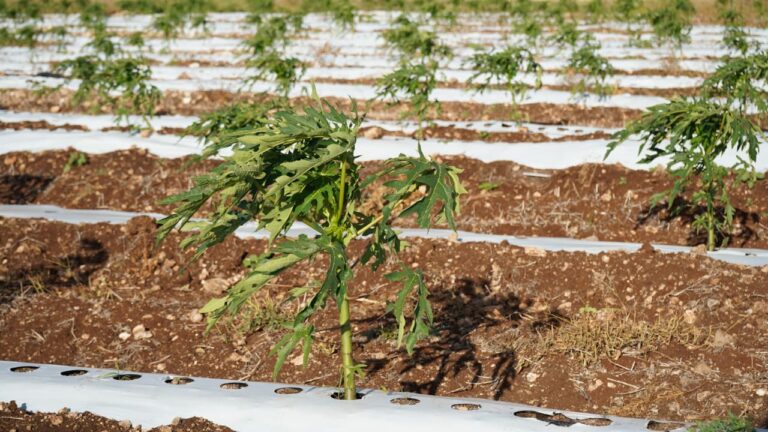 WhatsApp Image 2026-03-27 at 10.07.00 AM